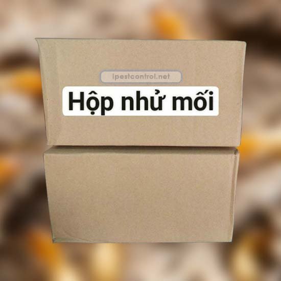 hộp nhử mối giải pháp diệt mối tận gốc