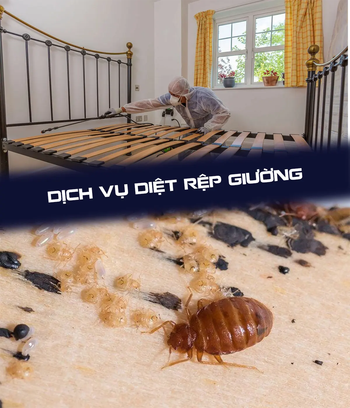 công ty diệt rệp giường kill pests