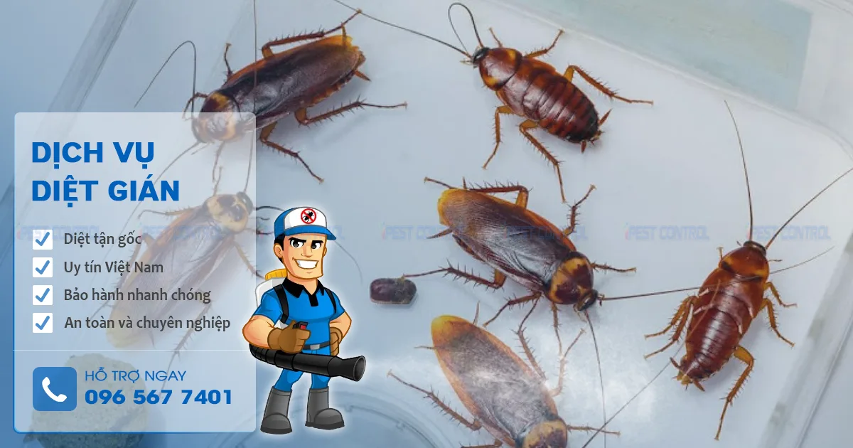 công ty diệt gián kill pests