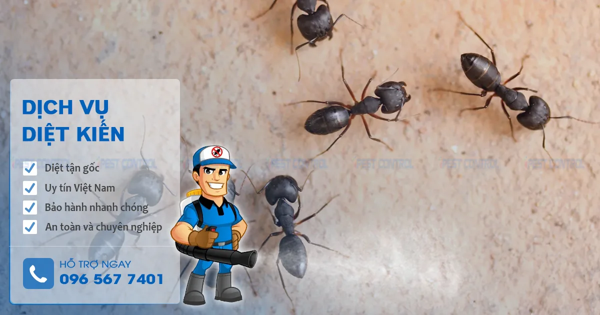 công ty diệt kiến kill pests