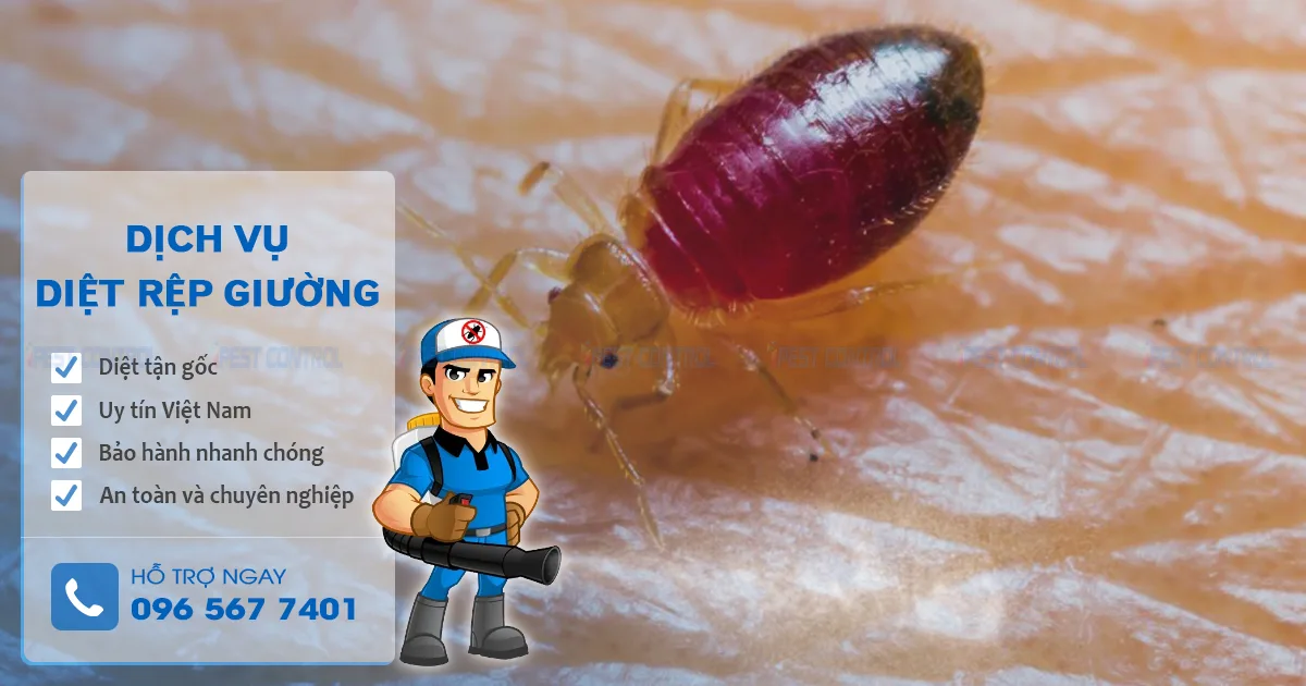 công ty diệt rệp giường kill pests