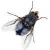 Flys